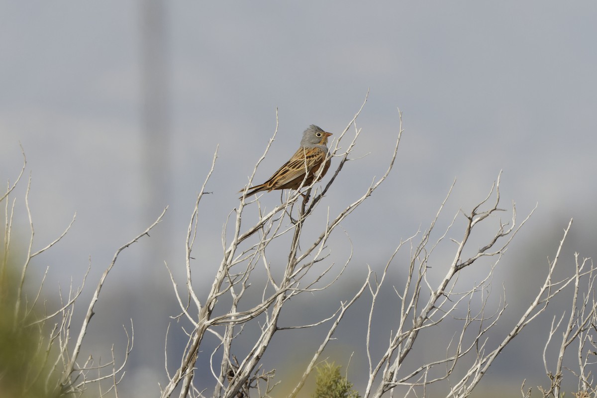 Cretzschmar's Bunting - ML616765020