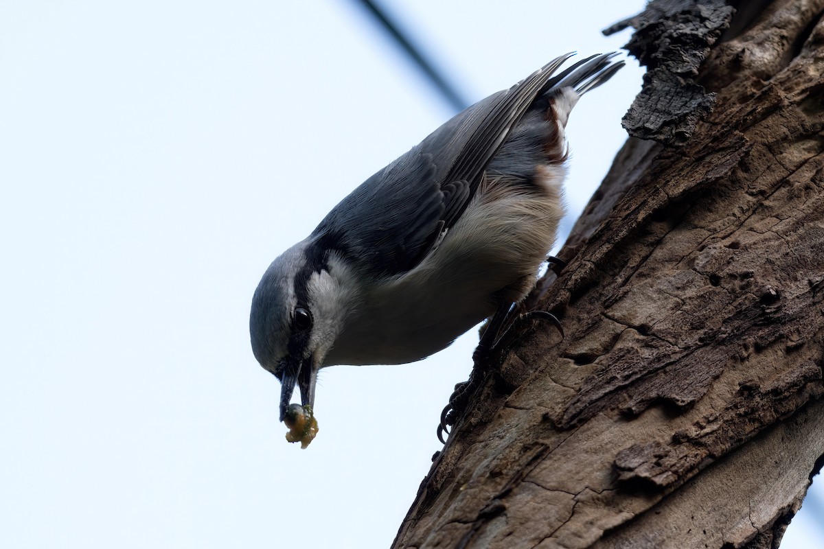 Eurasian Nuthatch - ML616765036