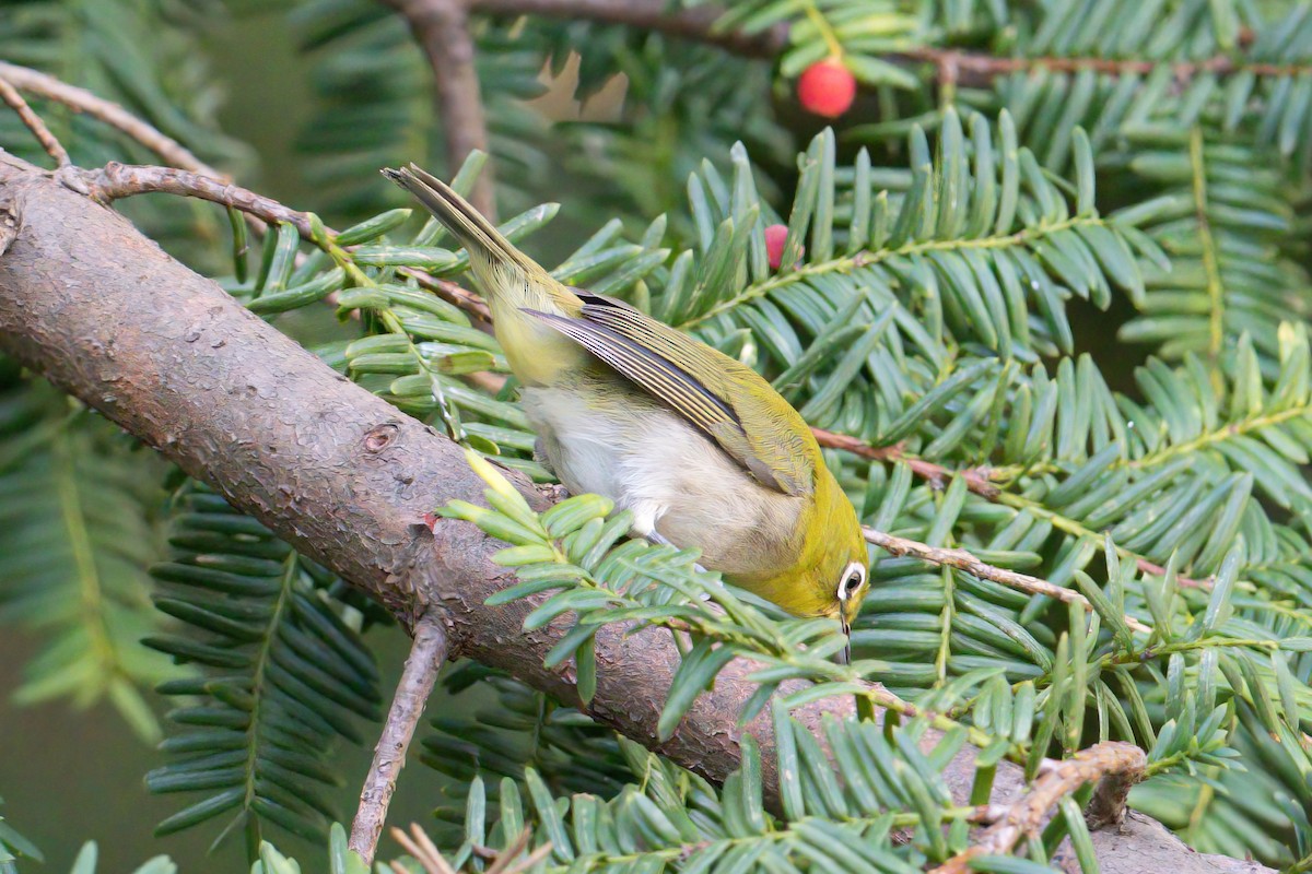 Warbling White-eye - ML616765037