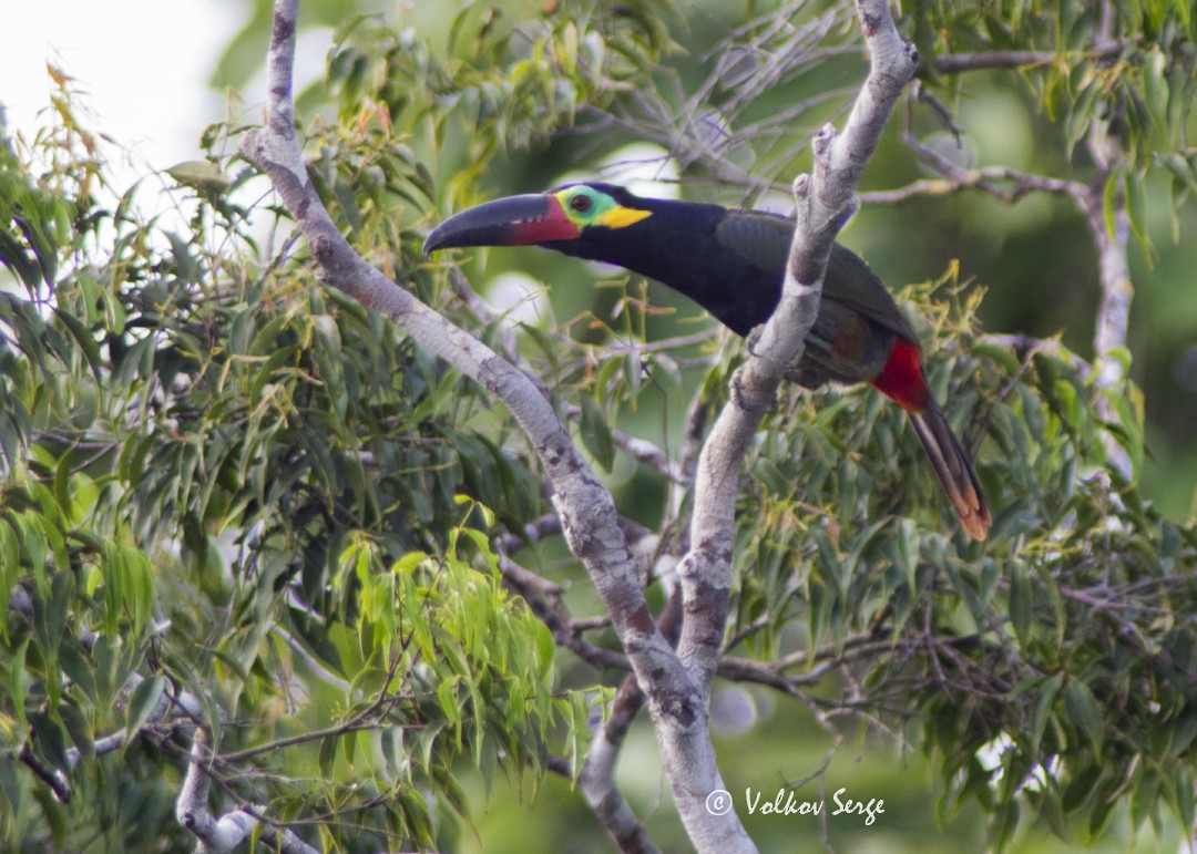 Guianan Toucanet - ML616765068