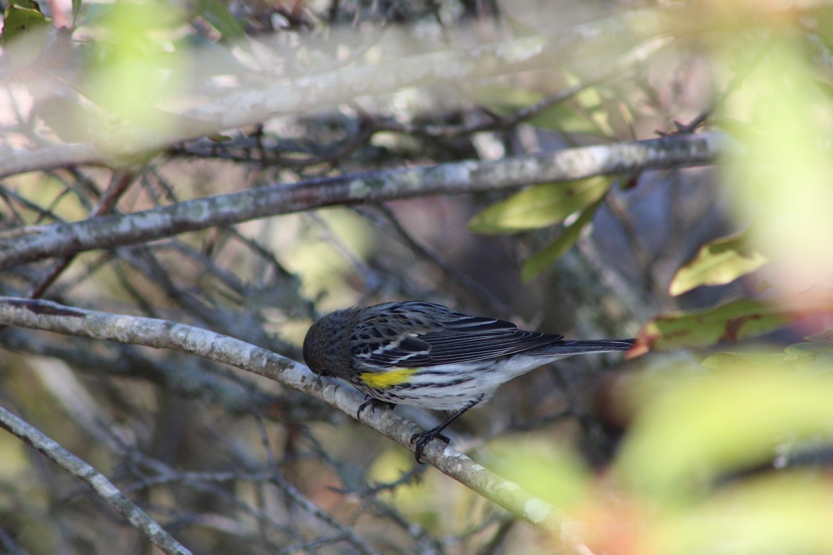 Yellow-rumped Warbler - Robin Shafer