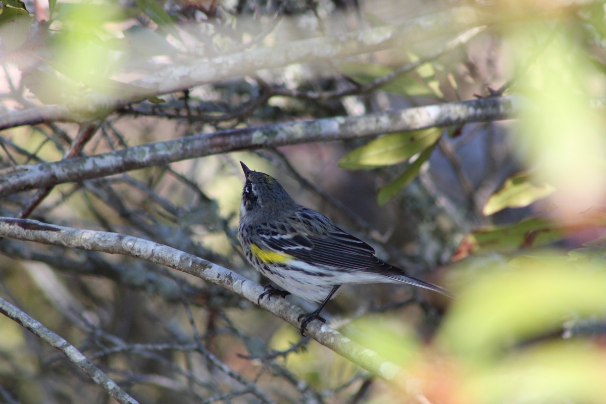 Yellow-rumped Warbler - Robin Shafer