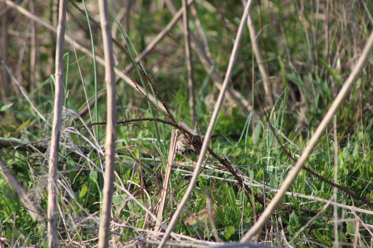 Song Sparrow - Robin Shafer