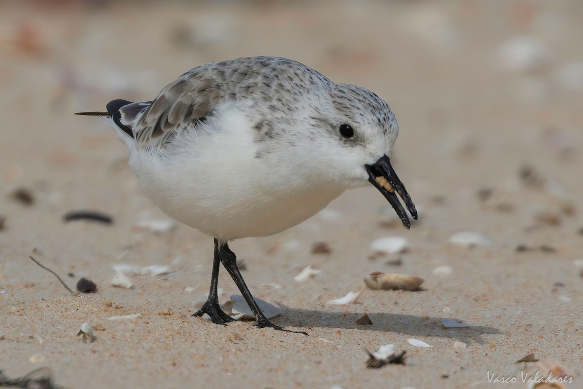 Sanderling - Vasco Valadares