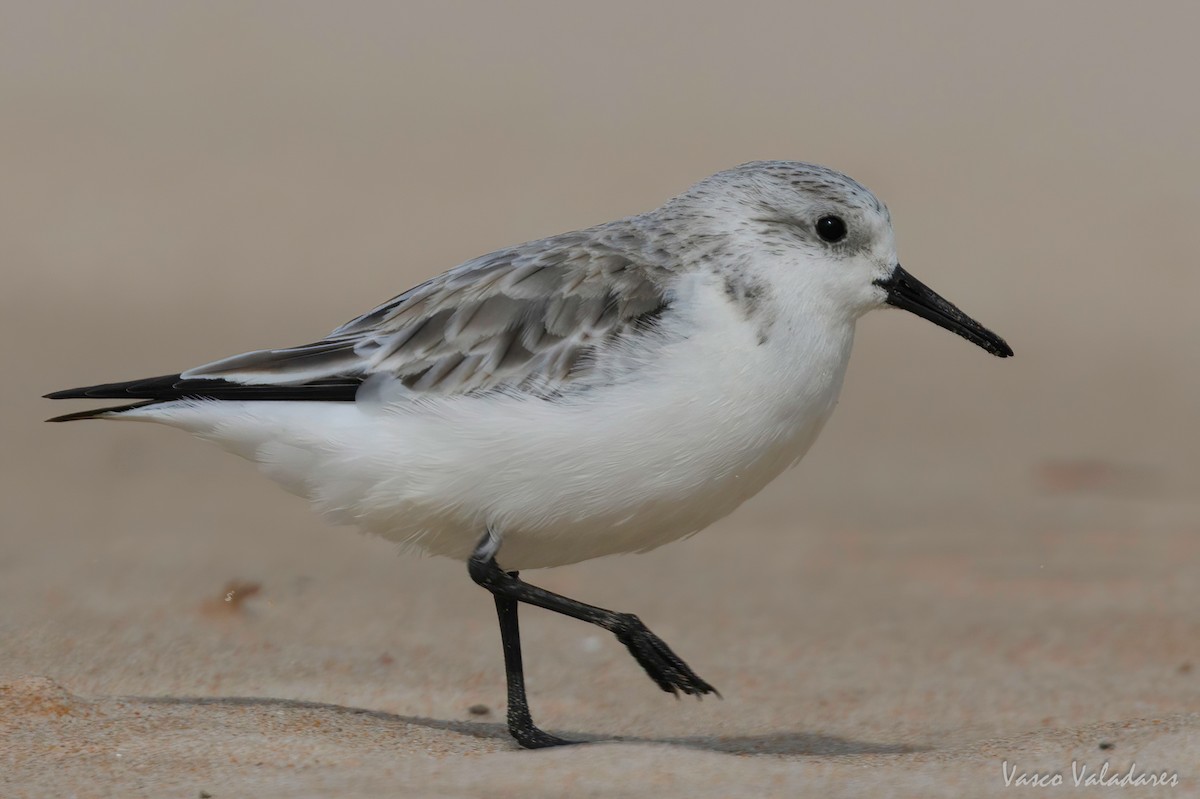 Sanderling - Vasco Valadares