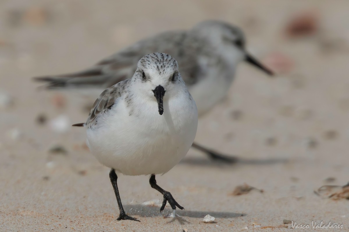 Sanderling - Vasco Valadares