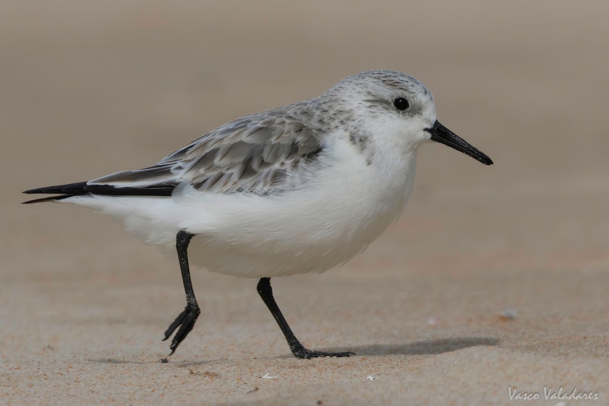 Sanderling - ML616765155