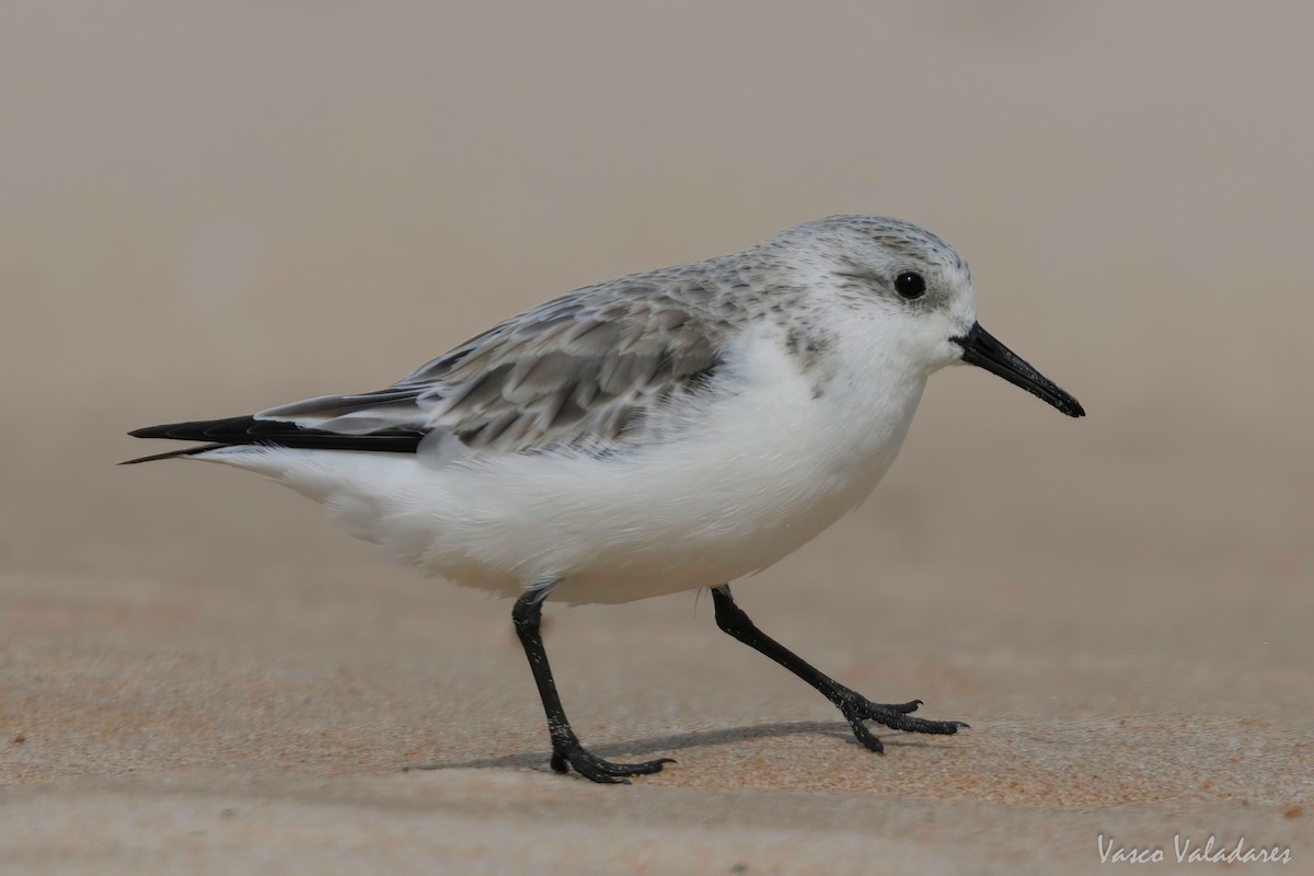 Sanderling - Vasco Valadares