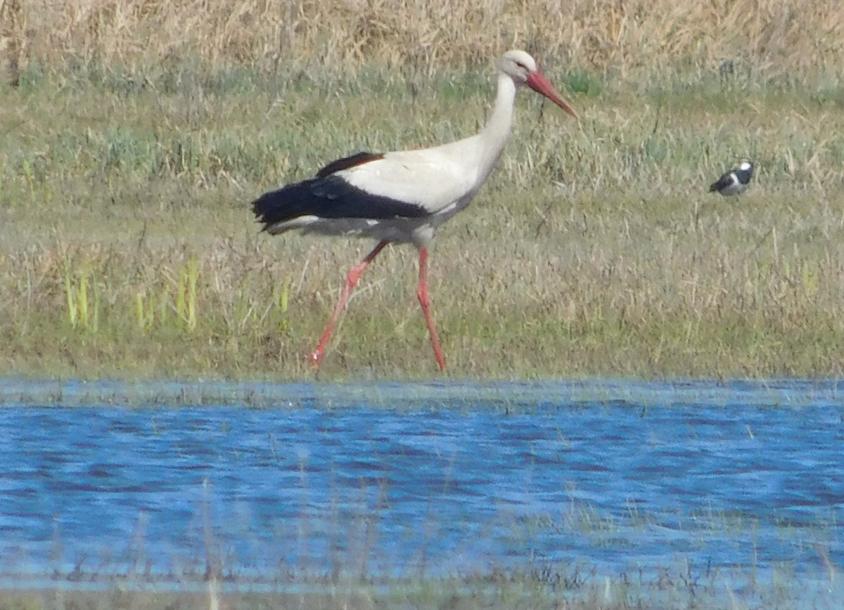 White Stork - ML616765166