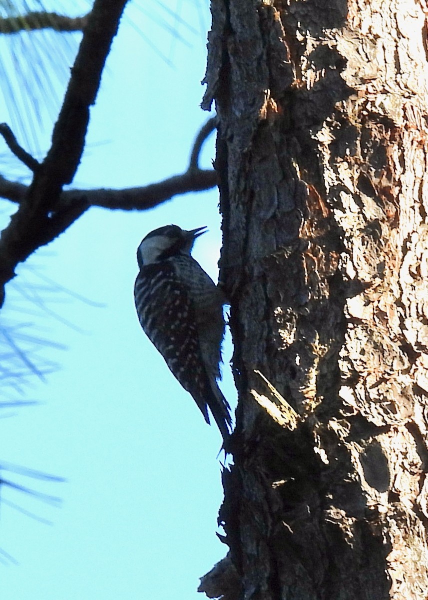 Red-cockaded Woodpecker - ML616765178