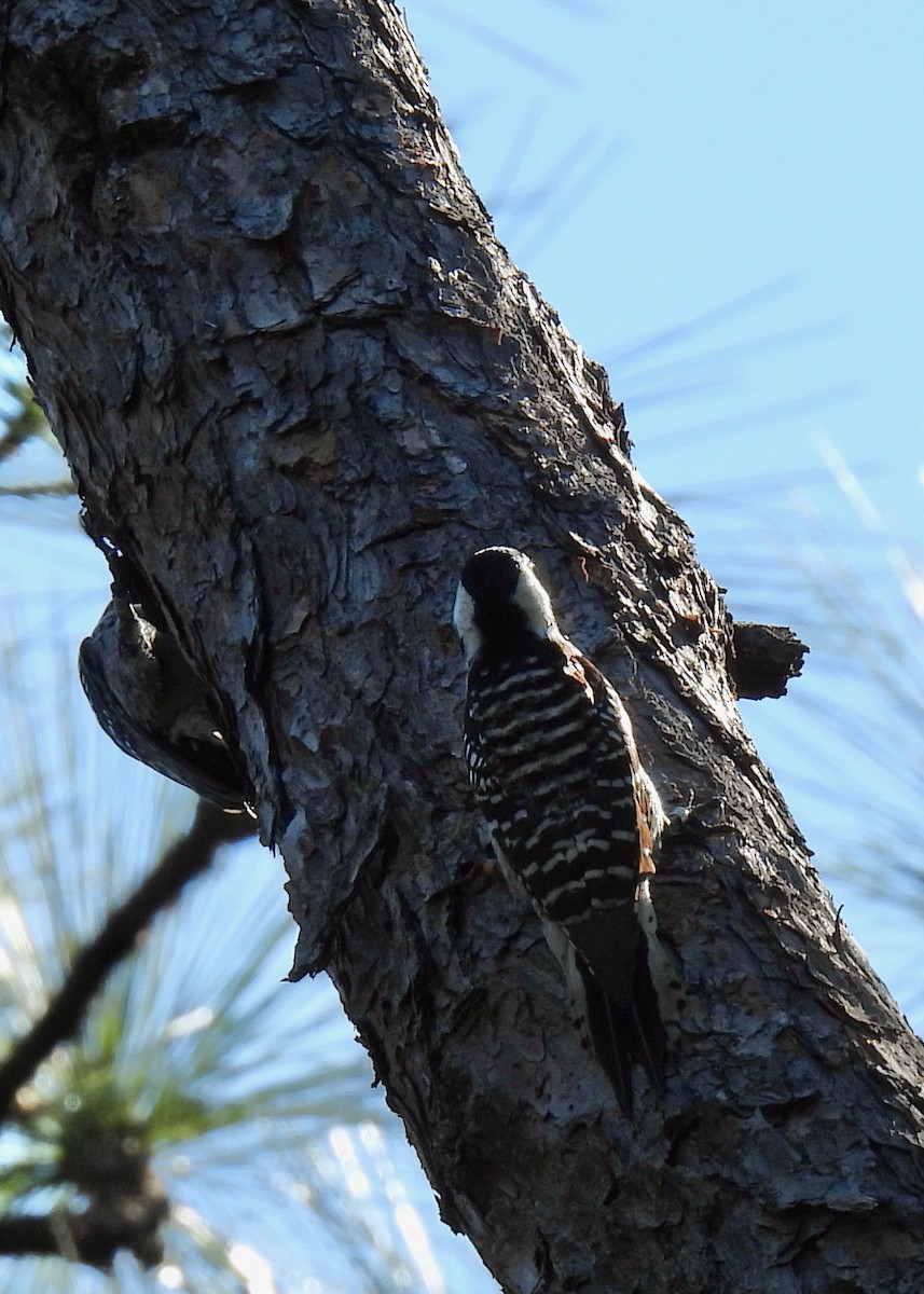 Red-cockaded Woodpecker - ML616765179