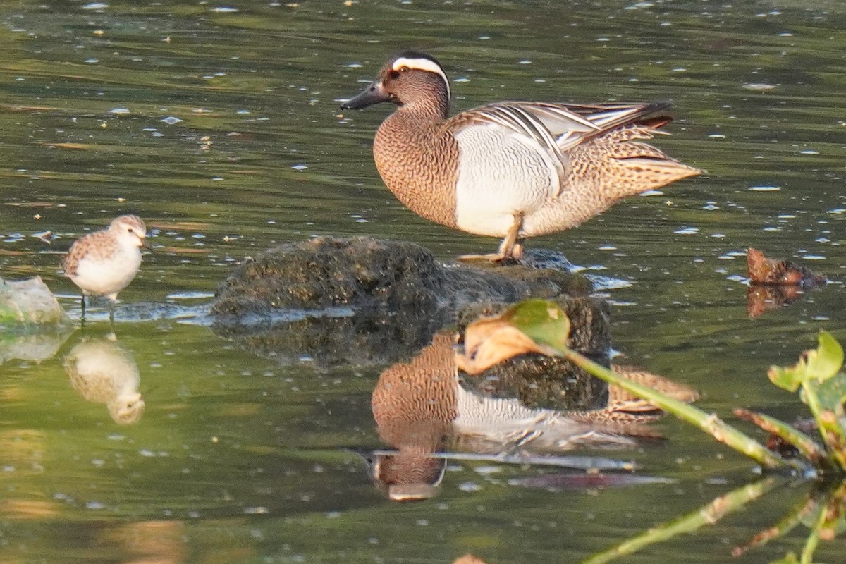 Garganey - ML616765188