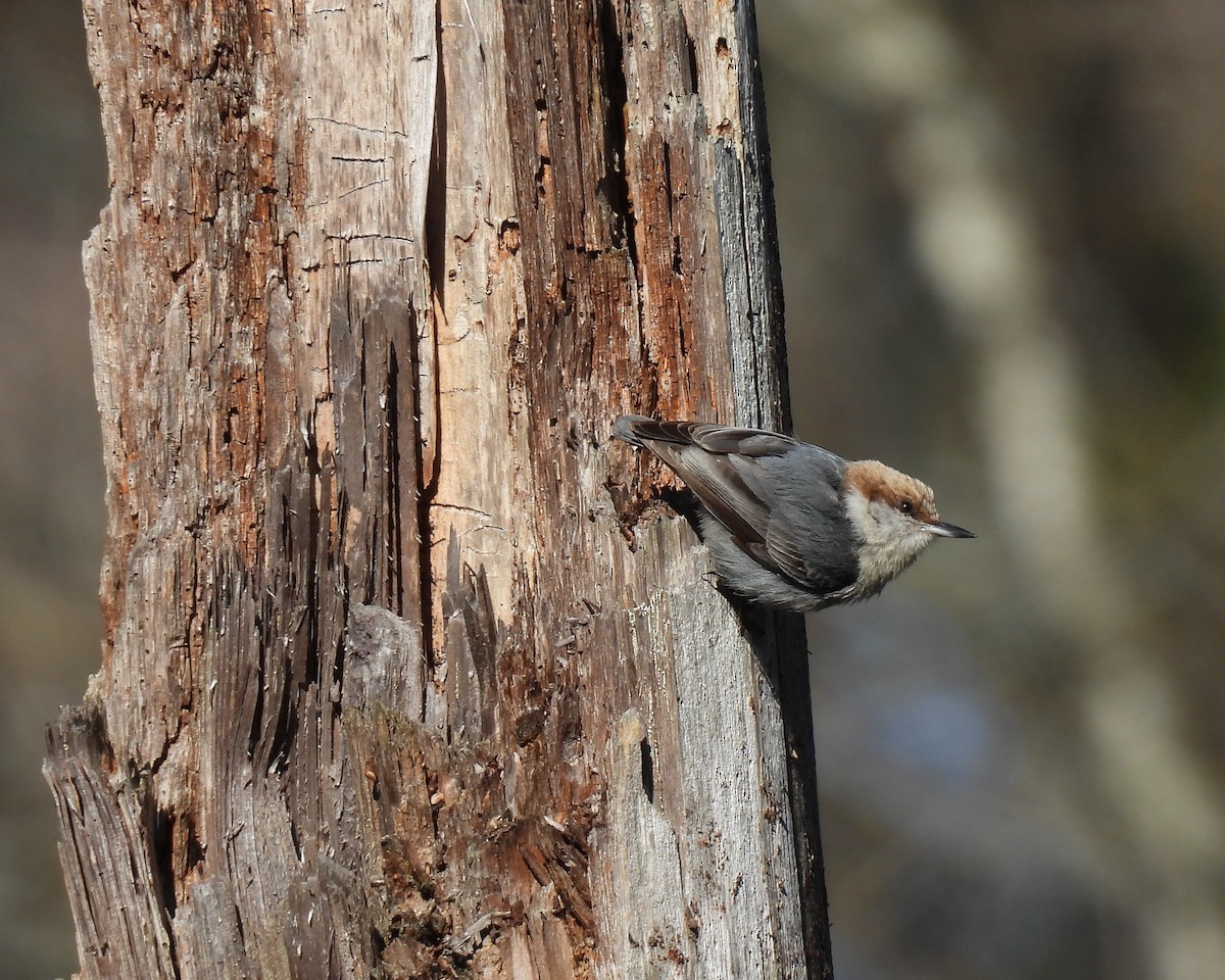 Brown-headed Nuthatch - John Wyatt