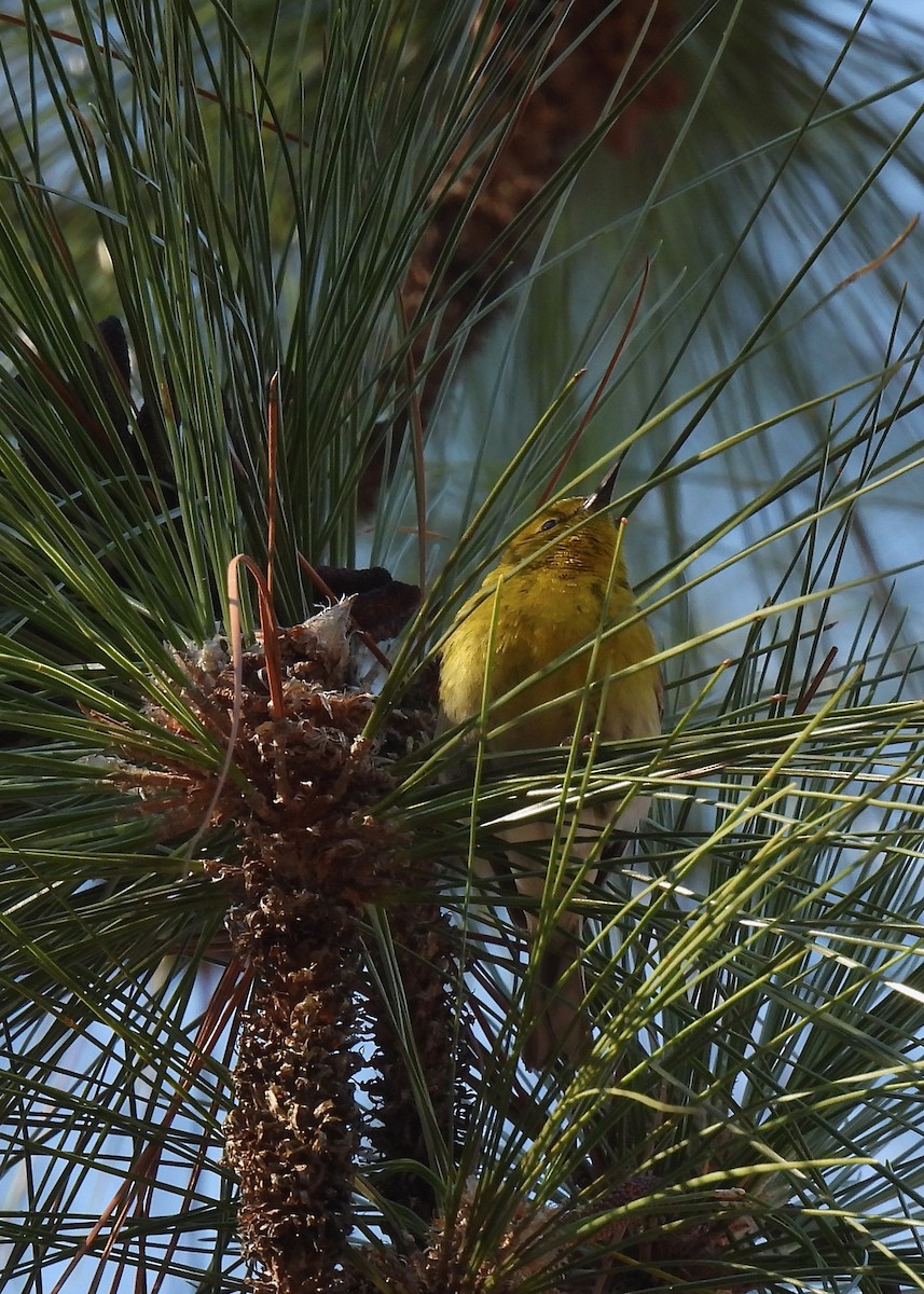 Pine Warbler - ML616765228