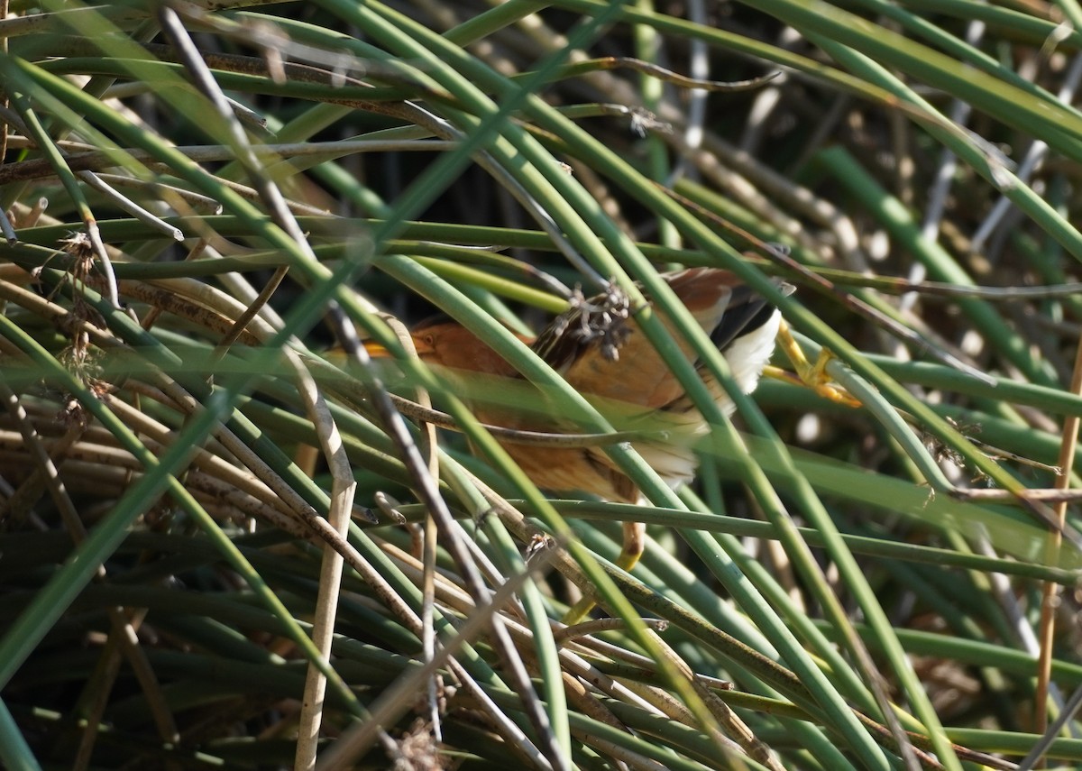 Little Bittern - ML616765280