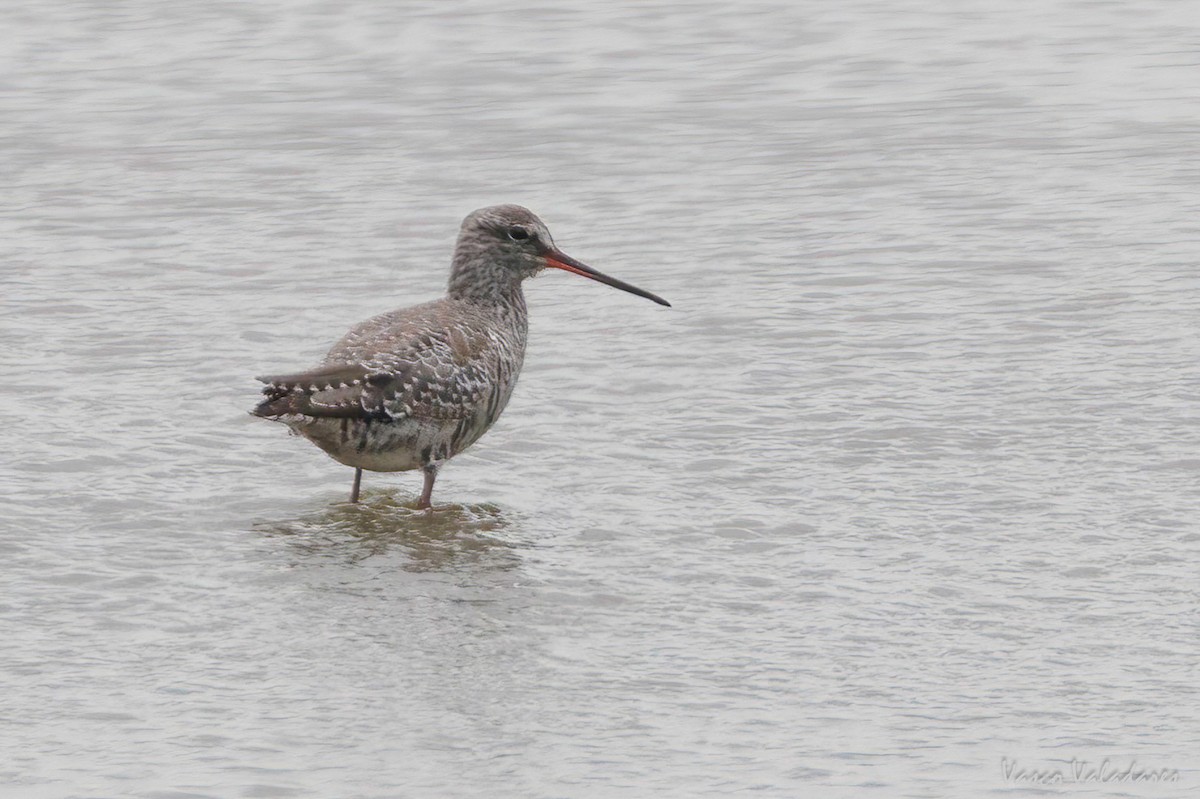 Spotted Redshank - ML616765338