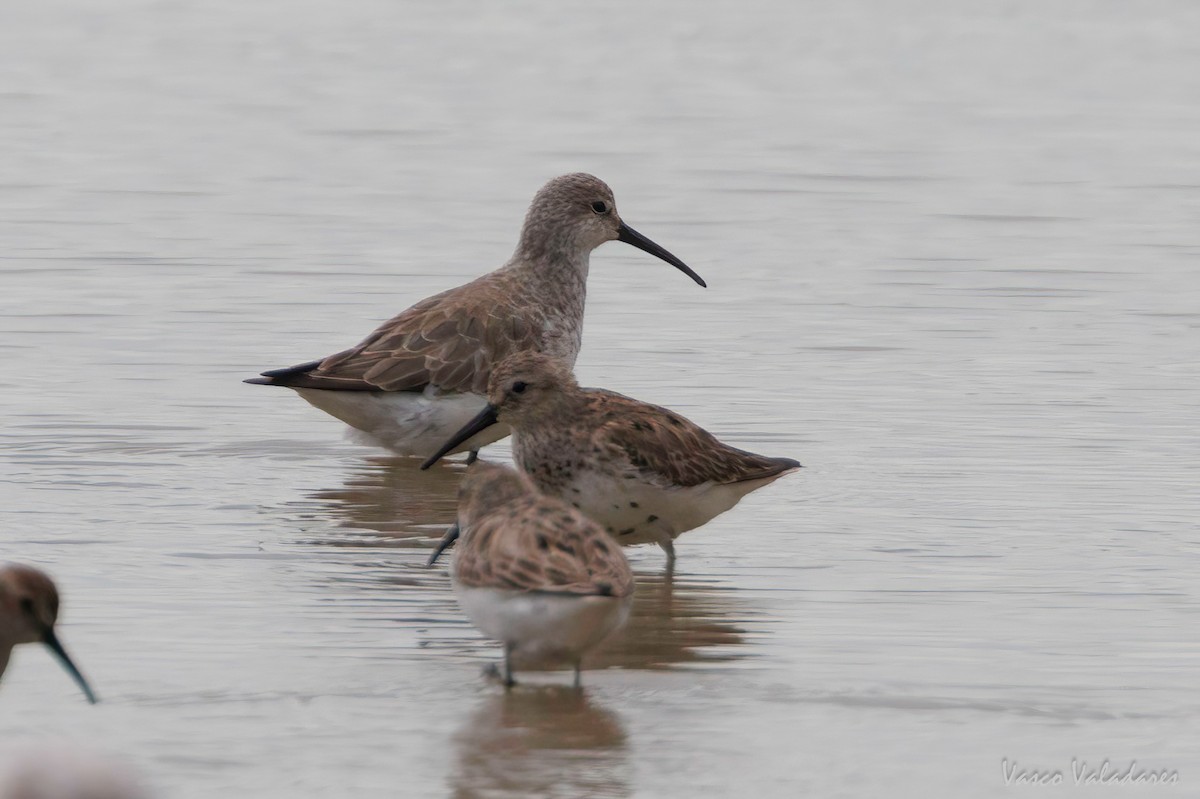 Curlew Sandpiper - ML616765344