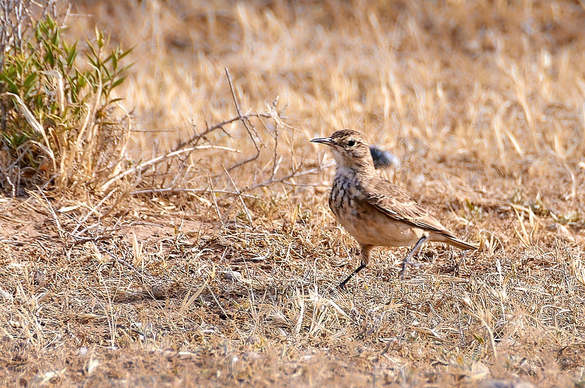 Common Miner - ML616765357