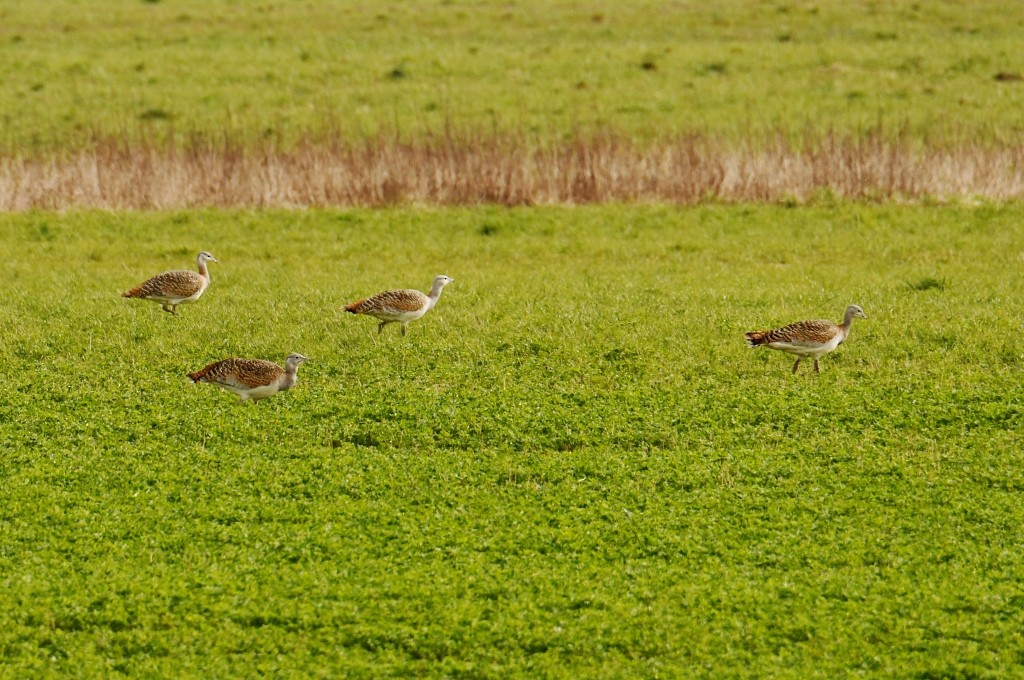 Great Bustard - ML616765372