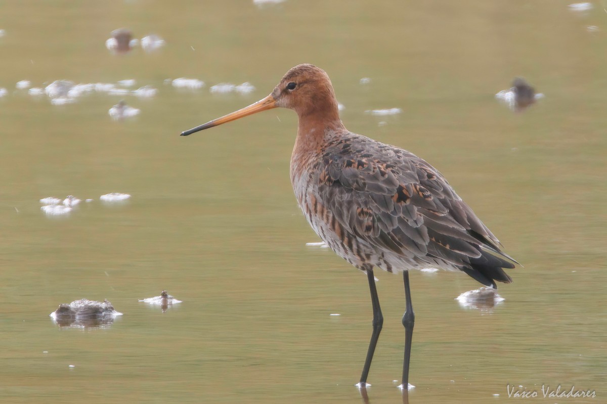 Black-tailed Godwit - Vasco Valadares