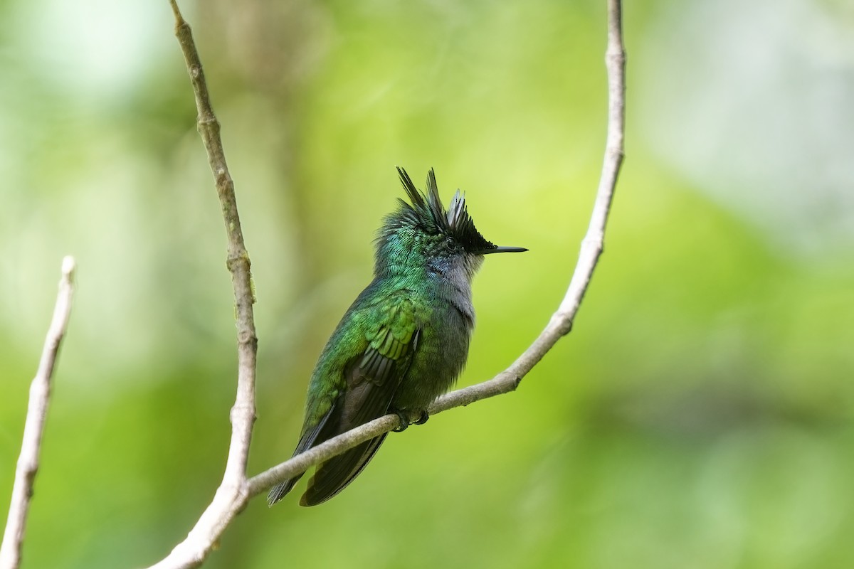 Antillean Crested Hummingbird (Lesser Antilles) - ML616765444