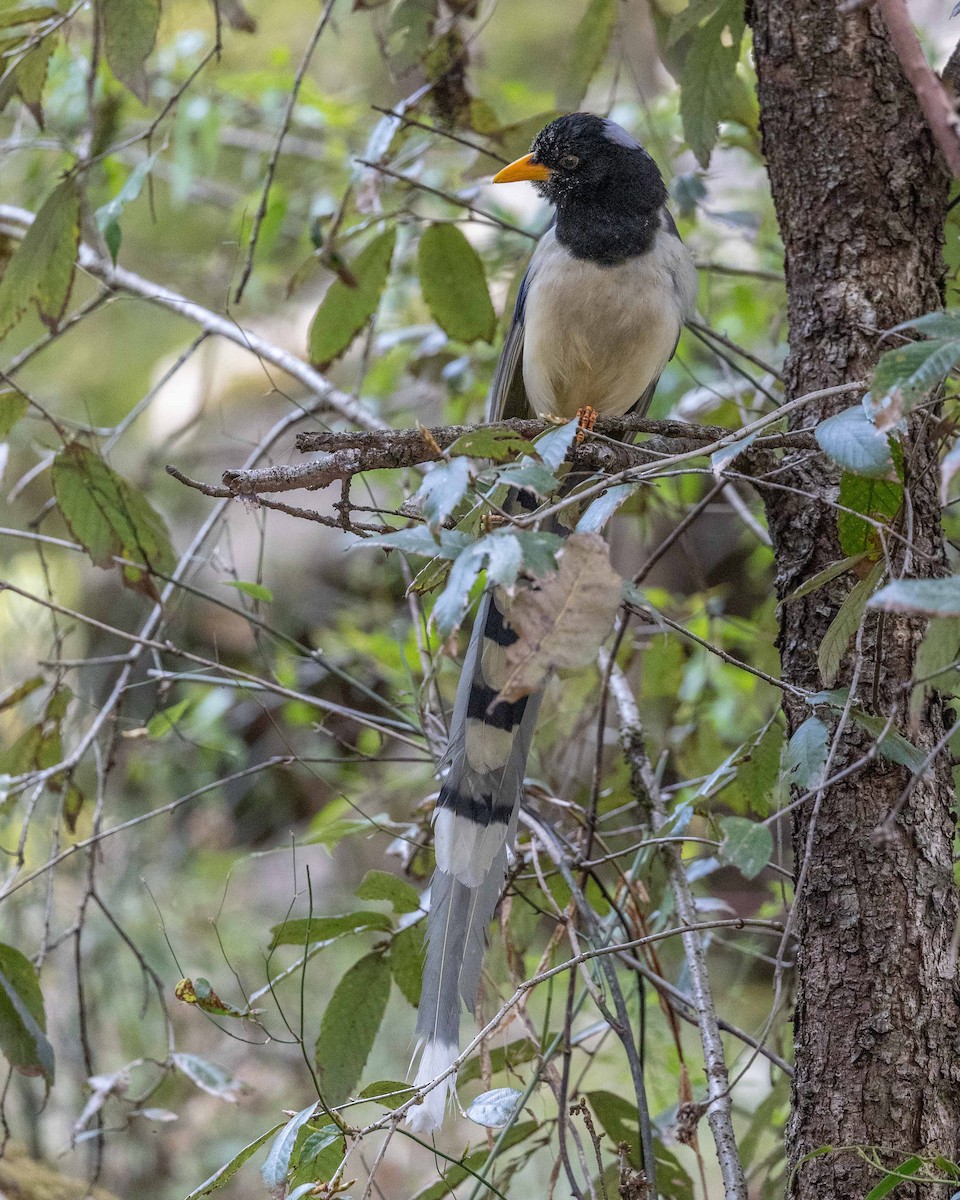 Yellow-billed Blue-Magpie - ML616765445