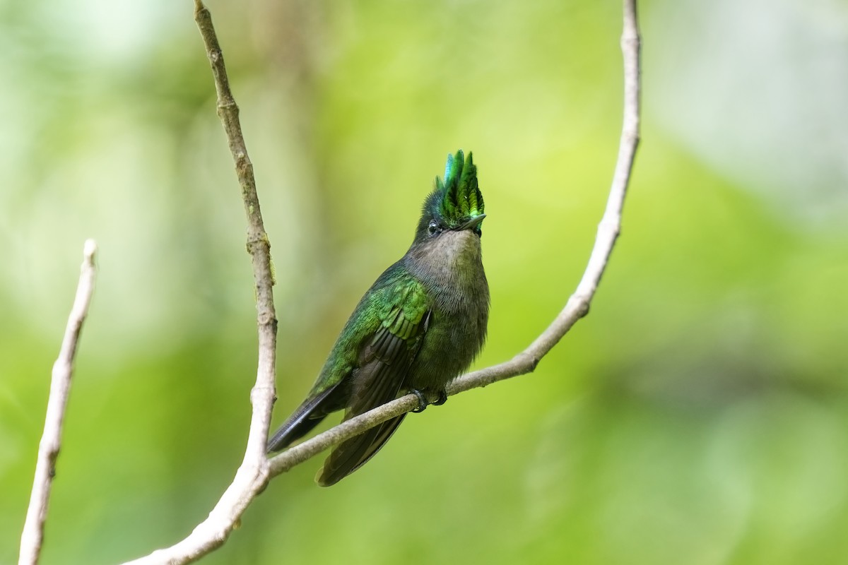 Antillean Crested Hummingbird (Lesser Antilles) - ML616765452