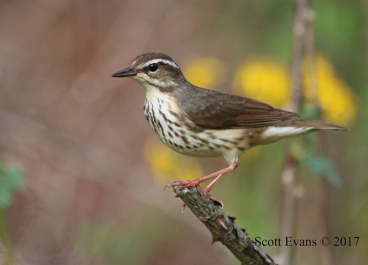 Louisiana Waterthrush - Scott Evans