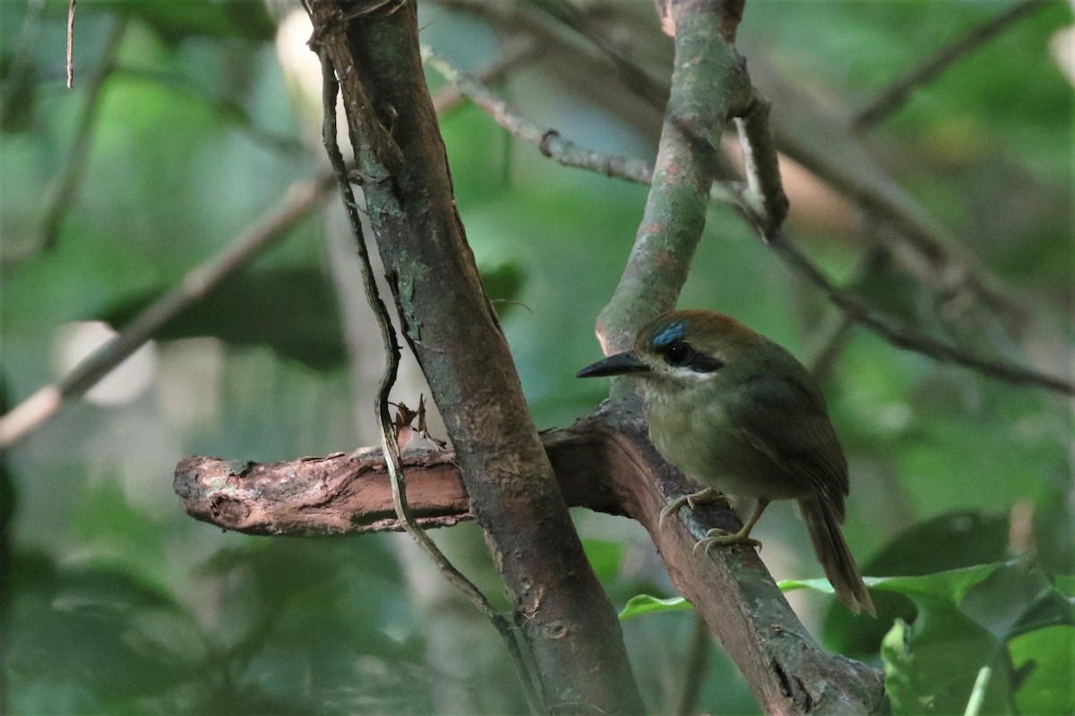 Tody Motmot - ML616765538