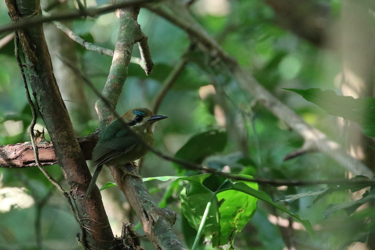 Tody Motmot - ML616765539