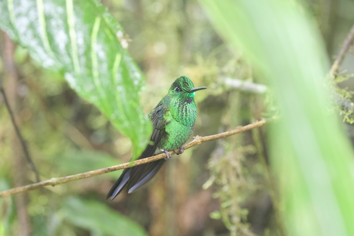 Green-crowned Brilliant - ML616765552