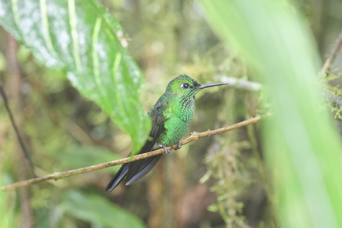 Green-crowned Brilliant - ML616765553