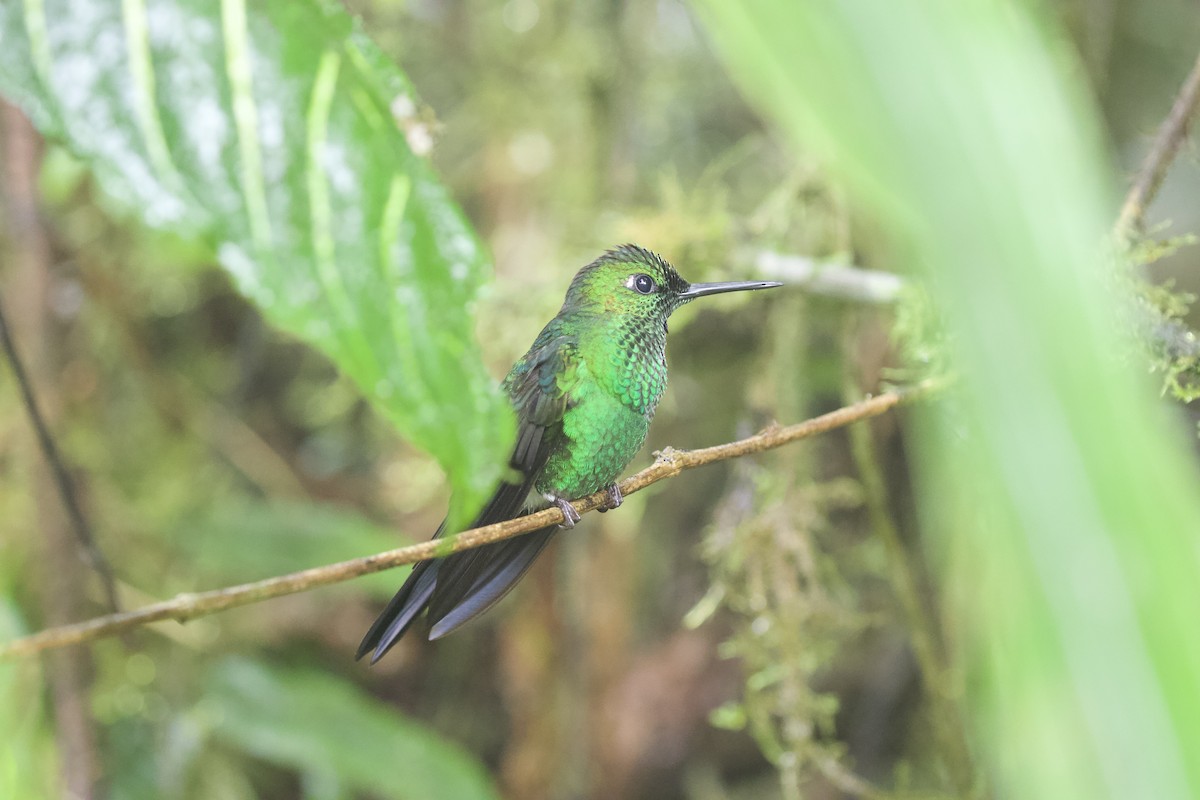 Green-crowned Brilliant - ML616765555
