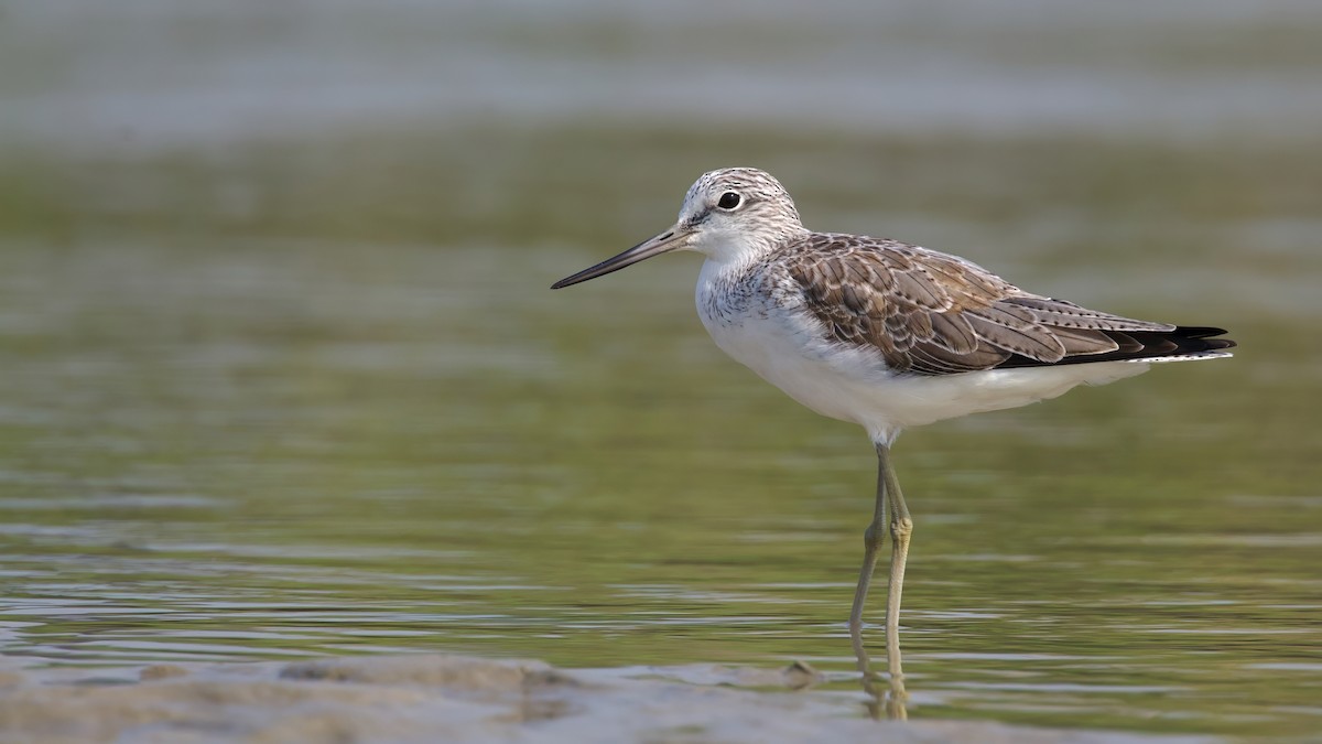 Common Greenshank - Sourav Mandal