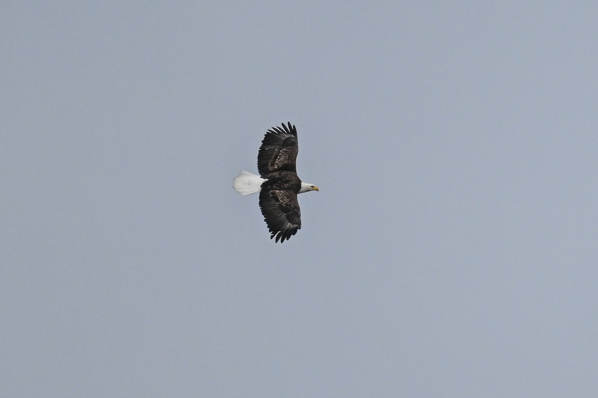 Bald Eagle - Serg Tremblay