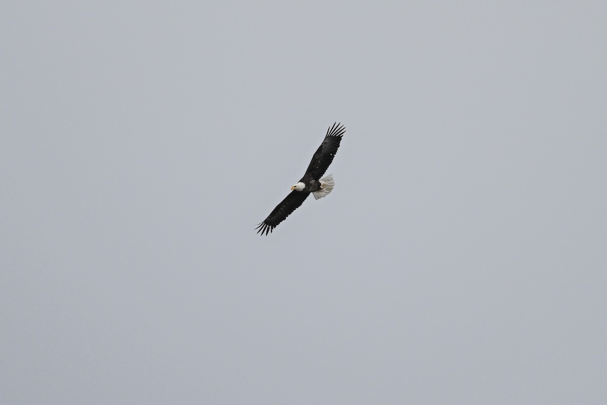 Bald Eagle - Serg Tremblay