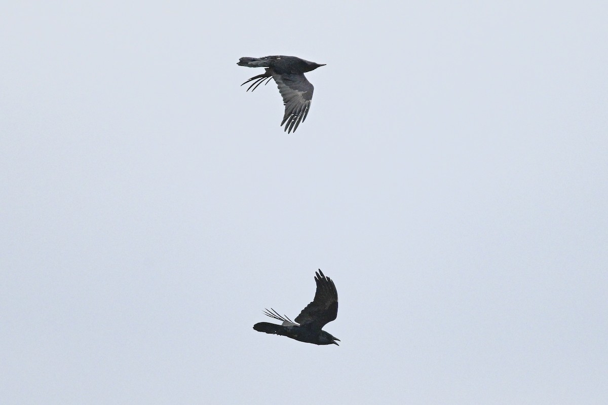 Common Raven - Serg Tremblay