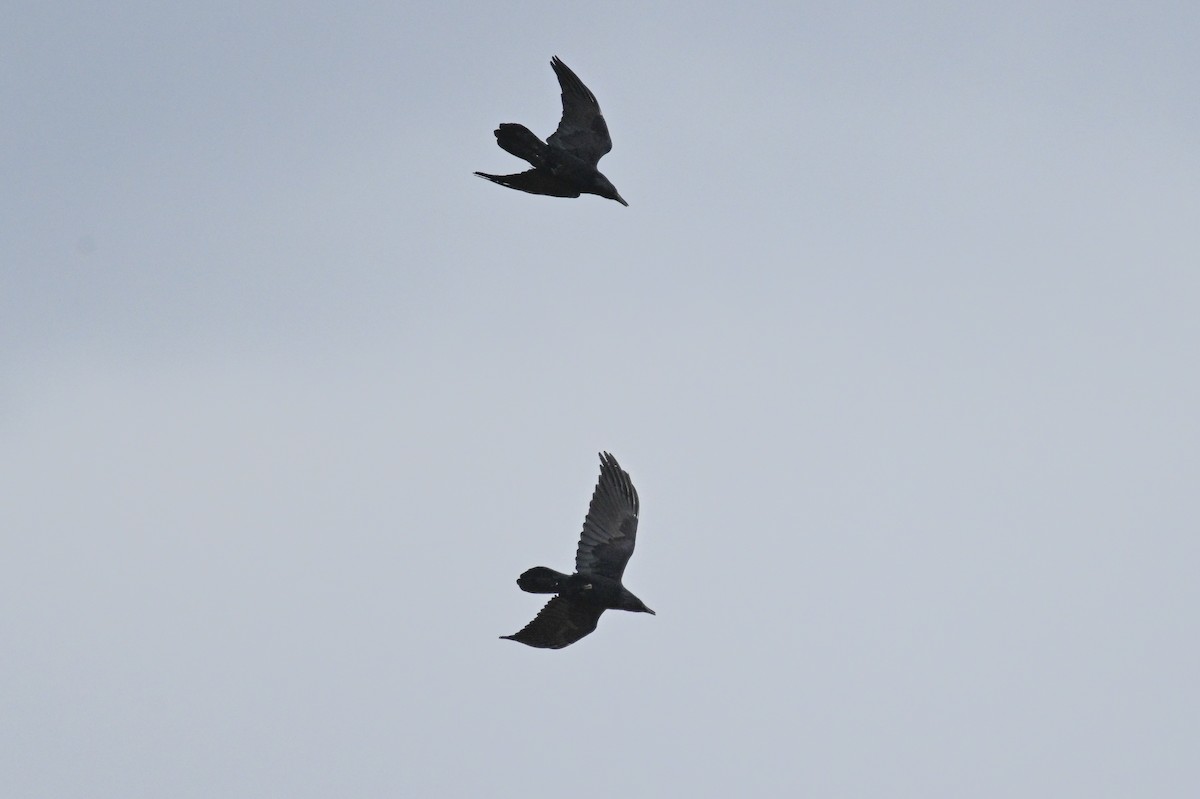 Common Raven - Serg Tremblay