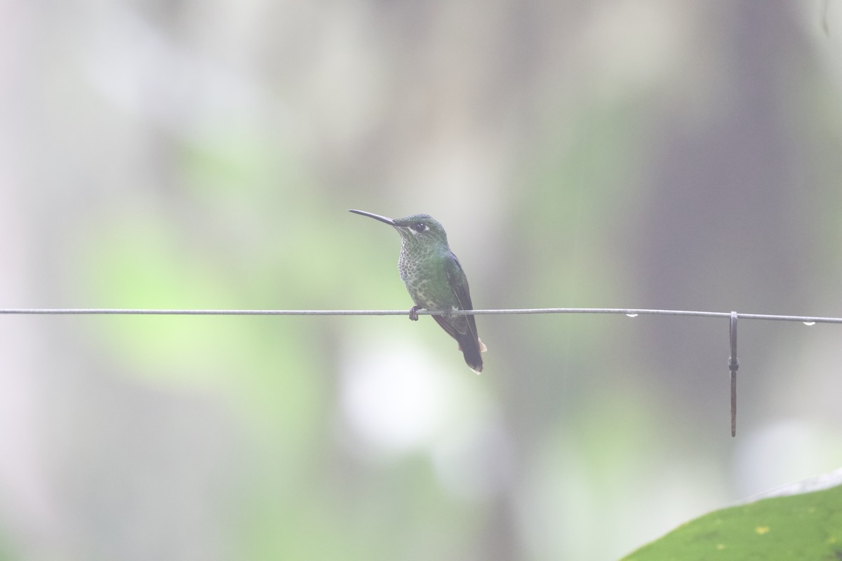 Stripe-tailed Hummingbird - ML616765637
