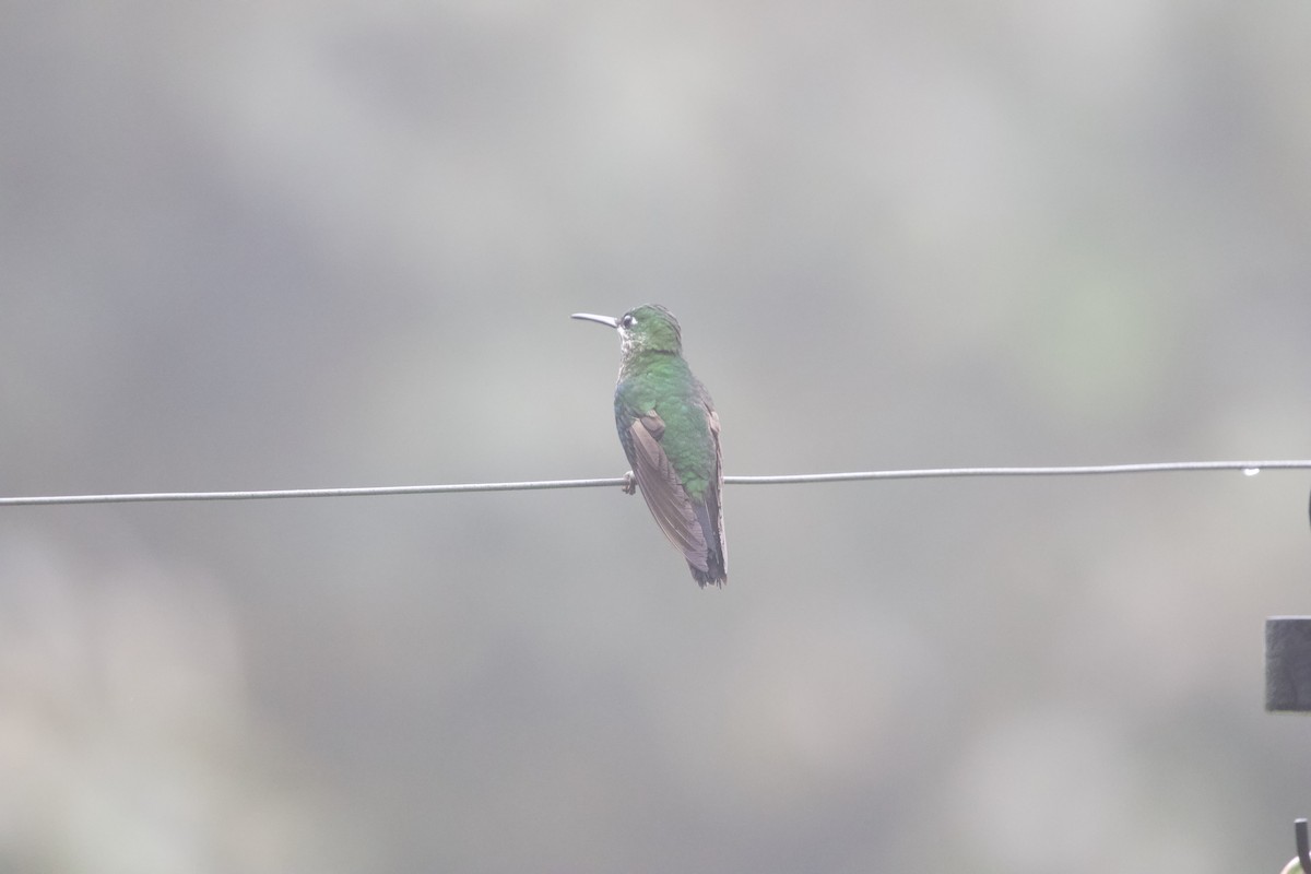 Stripe-tailed Hummingbird - ML616765638