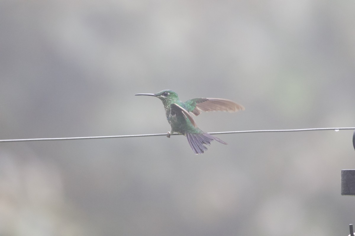 Stripe-tailed Hummingbird - ML616765639