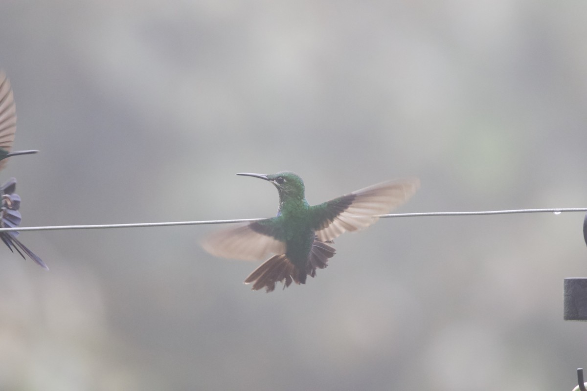 Stripe-tailed Hummingbird - ML616765640