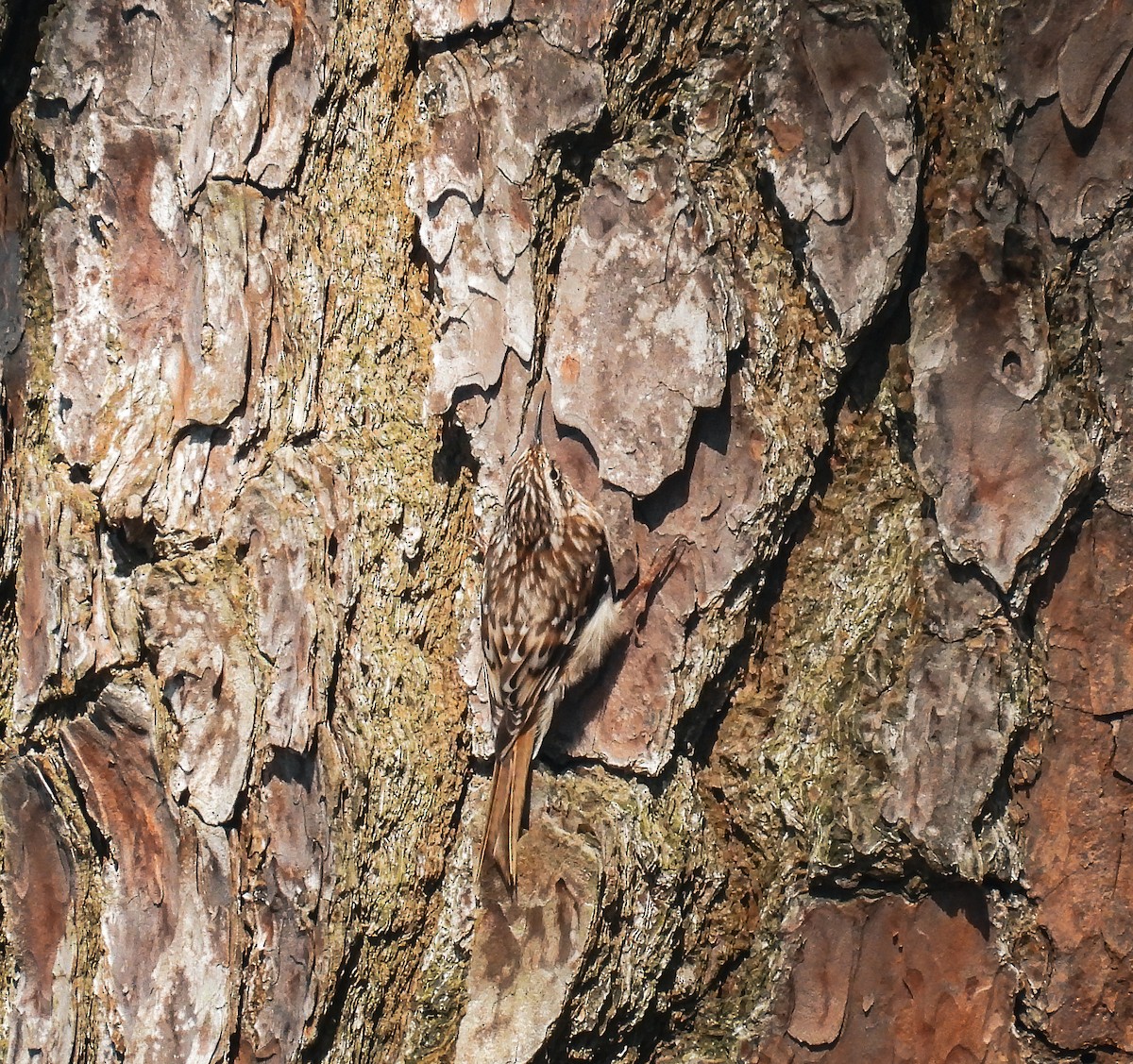 Brown Creeper - ML616765673