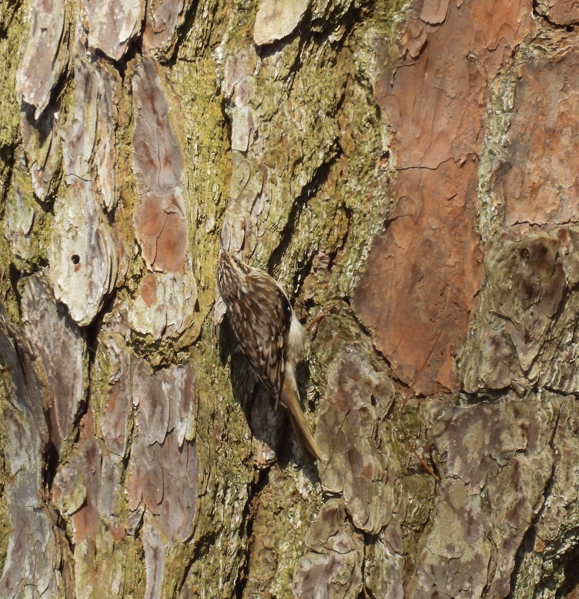 Brown Creeper - ML616765674