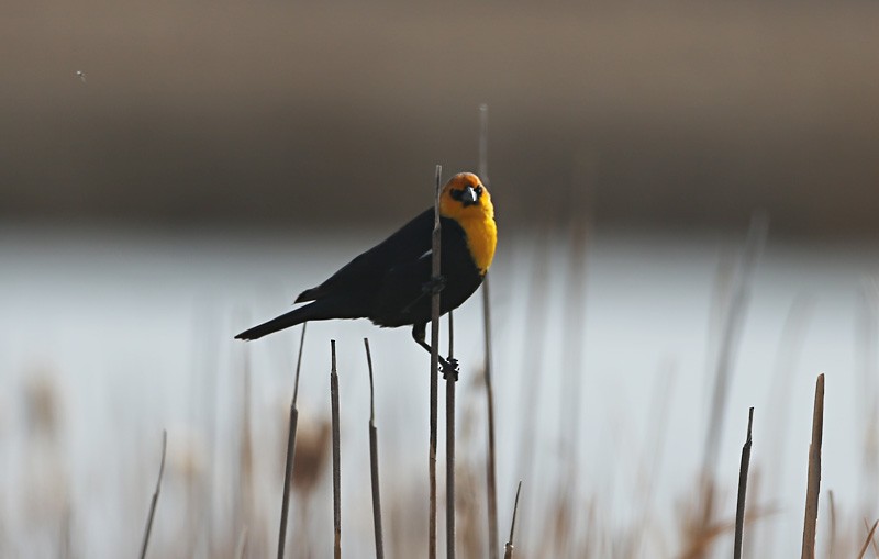 Yellow-headed Blackbird - ML616765688
