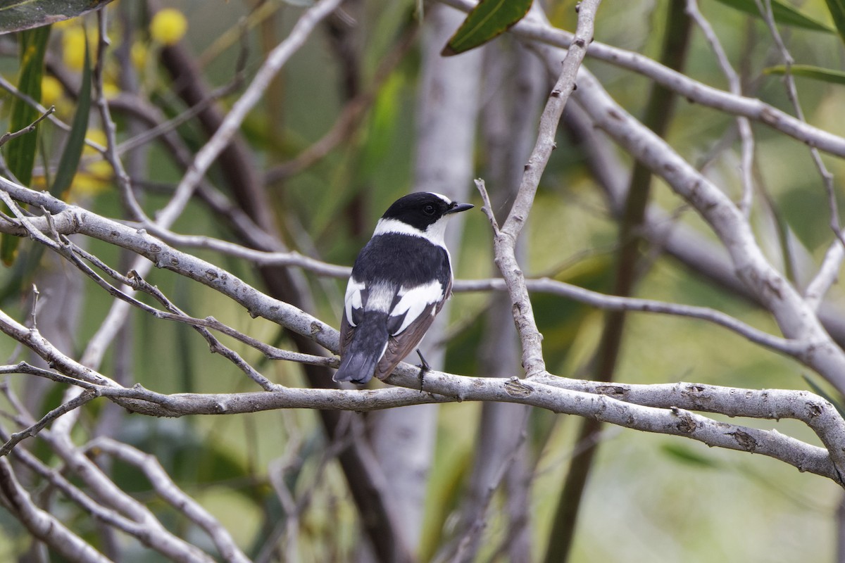 Collared Flycatcher - ML616765743