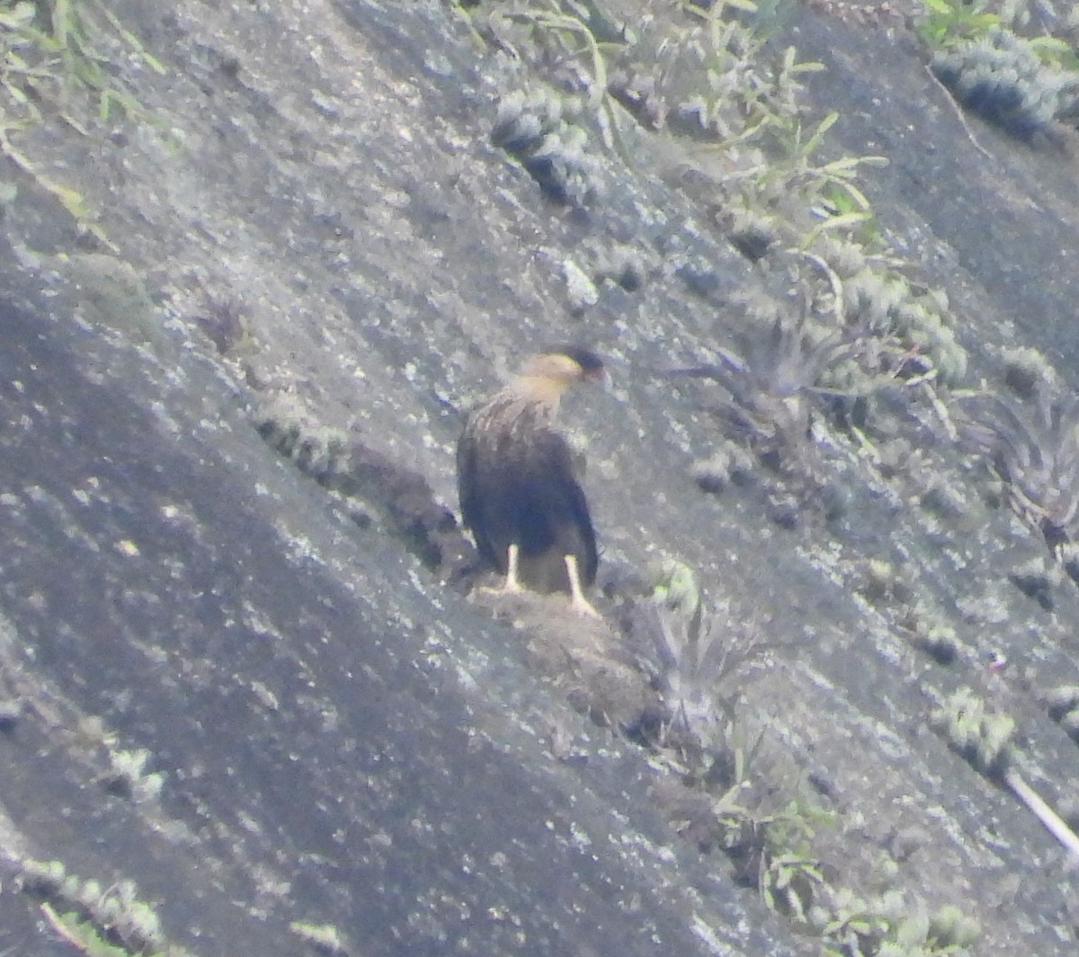 Crested Caracara - ML616765756