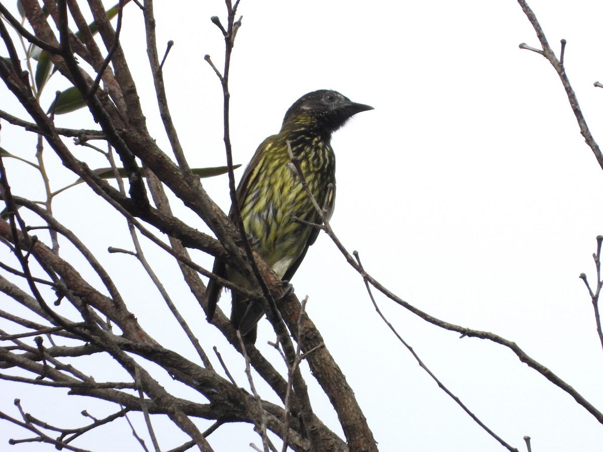 Bare-throated Bellbird - ML616765761