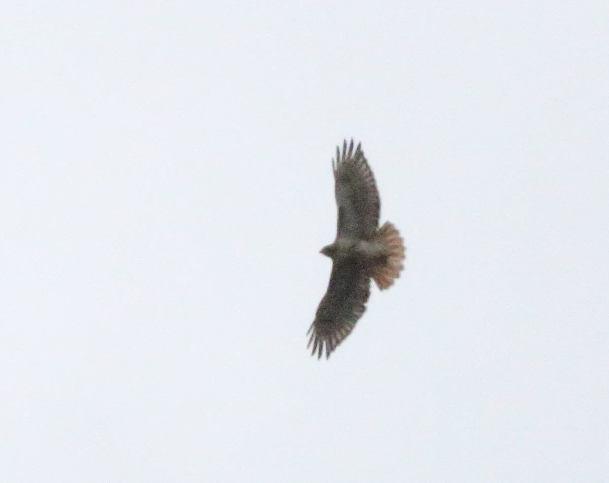 Red-tailed Hawk - ML616765827