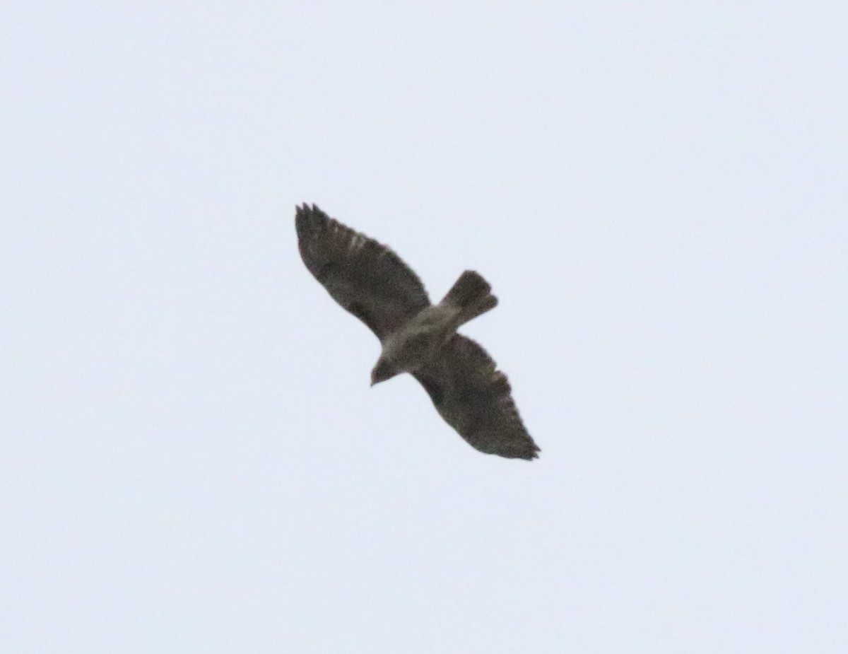 Red-tailed Hawk - ML616765830
